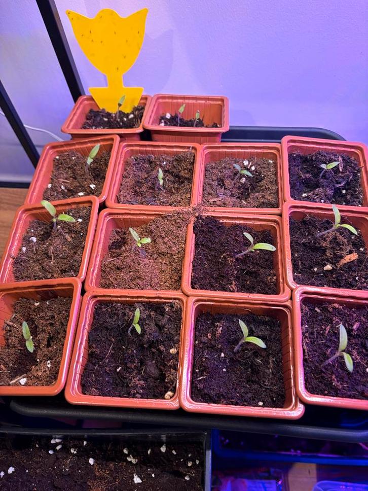 Groente en bloemenzaailingen: tomaat, goudsbloem, paprika, Tuin en Terras, Planten | Tuinplanten, Eenjarig, Groenteplanten, Volle zon