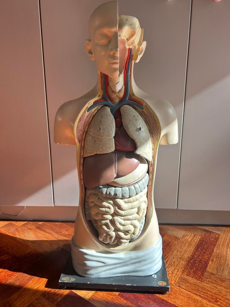 Anatomisch gipsen torso Louis M. Meusel., Ophalen