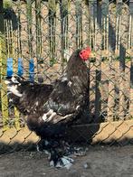Brahma, Dieren en Toebehoren, Pluimvee, Mannelijk, Kip