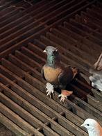 Takla duiven, Dieren en Toebehoren, Meerdere dieren, Overige soorten