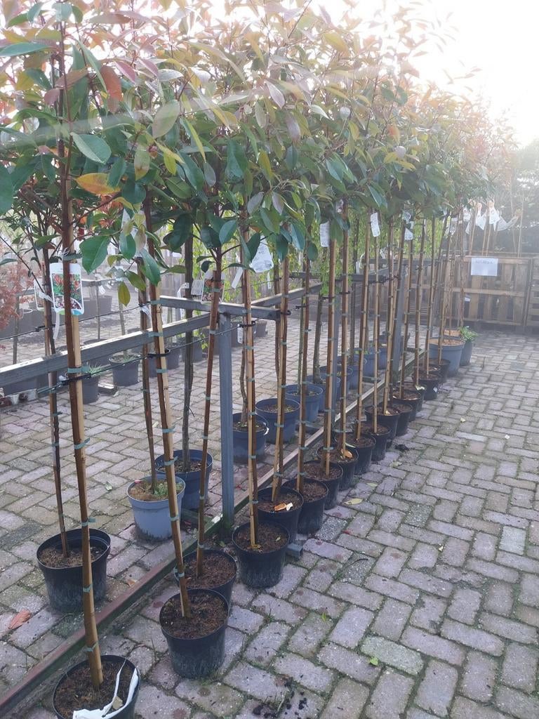 Photinia Red Robin op stam, Tuin en Terras, Ophalen, Overige soorten