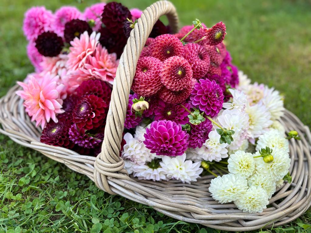 ===> Dahlia knollen purple fox paars <===, Ophalen of Verzenden, Voorjaar, Volle zon, Knol