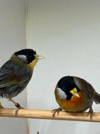 Koppel zilveroor nachtegalen, Meerdere dieren, Tropenvogel, Geringd