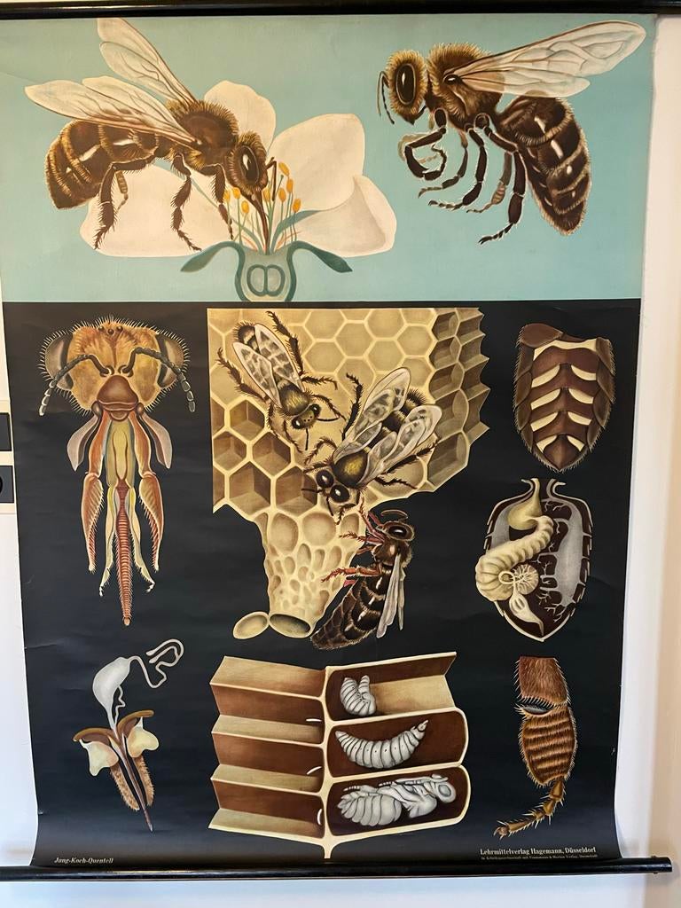 Schoolplaat Honingbij - Jung Koch Quentell, Antiek en Kunst, Antiek | Schoolplaten, Ophalen of Verzenden, Natuur en Biologie