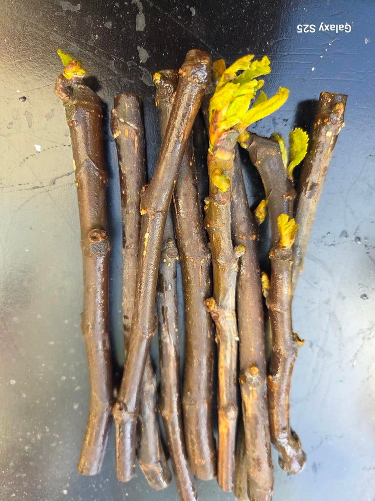 Vijgenboom stekken:19.stekken 3.soorten, Tuin en Terras, Ophalen of Verzenden, 250 tot 400 cm, Volle zon, Vijgenboom