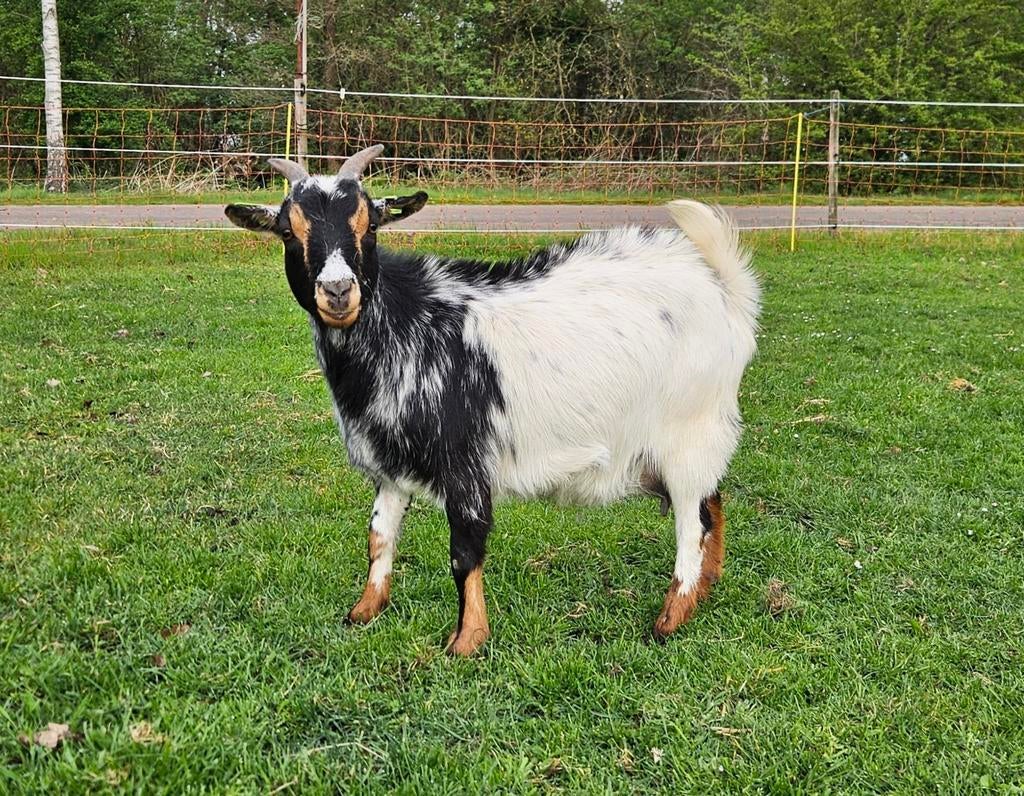 Lief dwerggeitje, Dieren en Toebehoren, Vrouwelijk, Geit, 0 tot 2 jaar