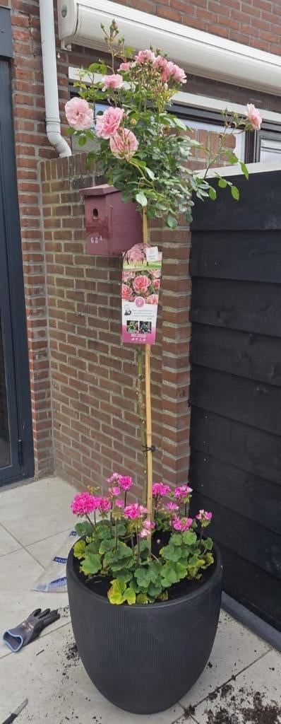 Rozen op stam in grote pot, Tuin en Terras, Volle zon, Vaste plant, Zomer, Ophalen