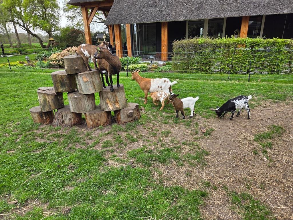 Hele mooie bonte dwerggeitjes., Dieren en Toebehoren, Meerdere dieren, Geit