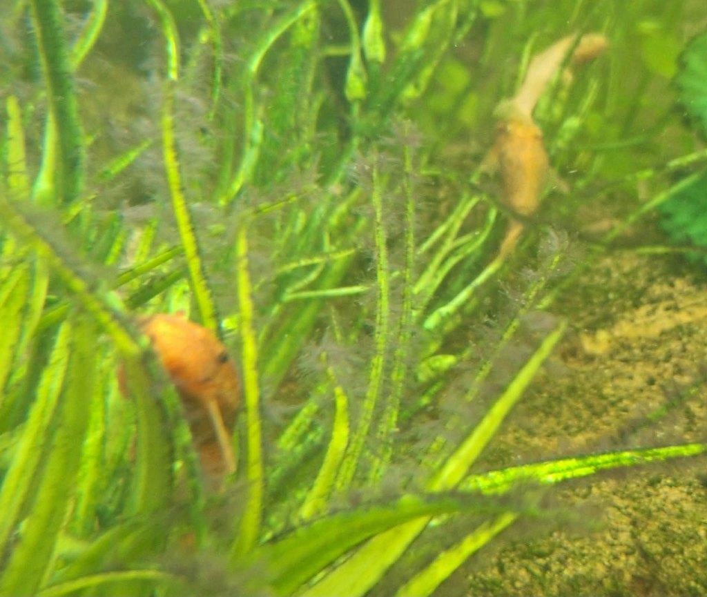 borstelneuzen, Dieren en Toebehoren, Vis, Zoetwatervis