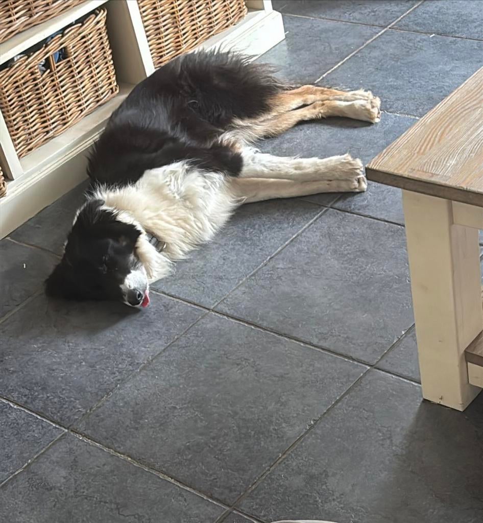 Honden logeeropvang, Diensten en Vakmensen, Dieren | Honden | Verzorging, Oppas en Les, Pension of Dagopvang