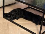 Labradoodle pup, Dieren en Toebehoren, Honden | Niet-rashonden, Parvo, Reu, 8 tot 15 weken, Groot