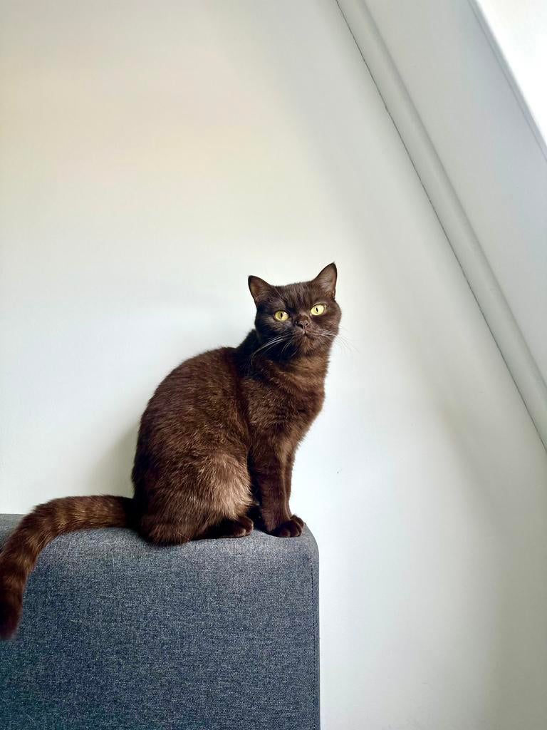 Britse kortehaar, Meerdere dieren, Ontwormd, 0 tot 2 jaar