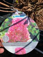 Hortensia sundae fraise, Ophalen