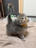 Britse korthaar kittens LEES BESCHRIJVING, Meerdere dieren, Ontwormd