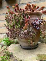 Aarbeienpot met vetplantjes, Ophalen, Vaste plant, Overige soorten, Volle zon