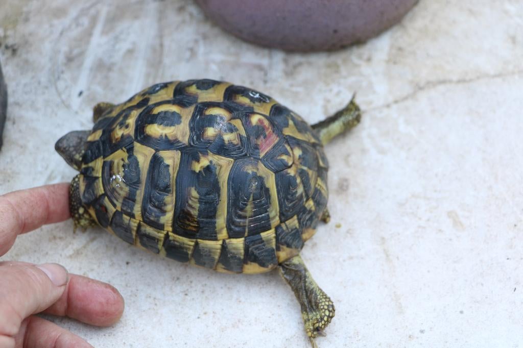 griekse landschildpad Tortoise - female for sale from Wil
