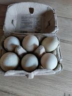 Broedeieren Indische loopeend, Ophalen, Nieuw, Overige typen