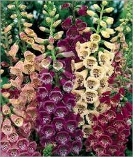 Digitalis purpurea Mix (Vingerhoedskruid) OP=OP, Tweejarig, Halfschaduw, Zomer, Ophalen