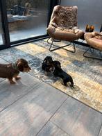 Te koop standaard ruwhaar teckel reu pups., Parvo, Standaard, 8 tot 15 weken, Meerdere