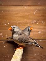 2x pop jonge zebravinkjes te koop, Vrouwelijk, Tropenvogel