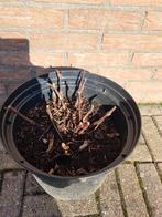 Persicaria vir. Albiflora witte aren als bloem, Ophalen of Verzenden, Overige soorten, Volle zon