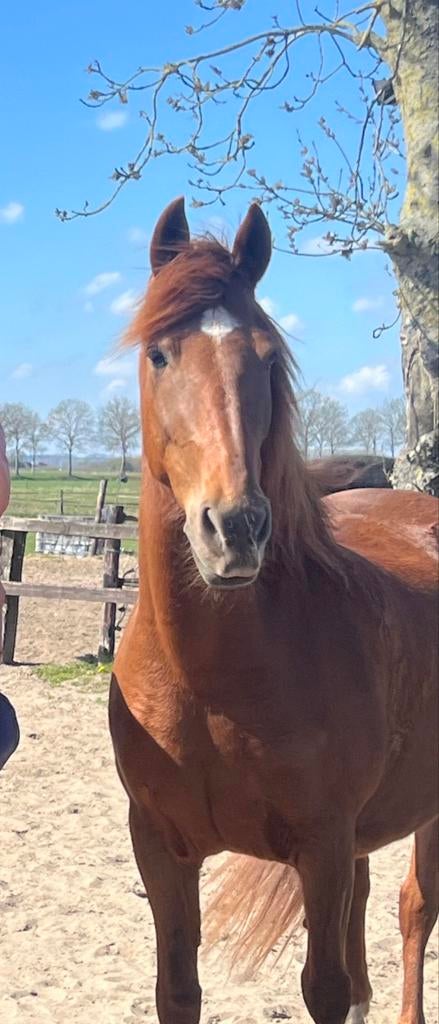 Te koop: Lieve Andalusiër., Dieren en Toebehoren, Paarden, B, 11 jaar of ouder, Recreatiepaard, Merrie