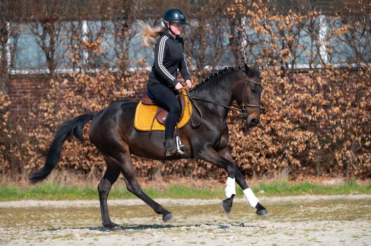 Mega knappe en super brave E pony!️, Dieren en Toebehoren, Pony's, Merrie, B, E pony (1.48m - 1.57m), Dressuurpony, 7 tot 10 jaar