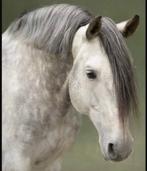 Knappe 13 jarige pre, Dressuurpaard, Hengst, L, 11 jaar of ouder