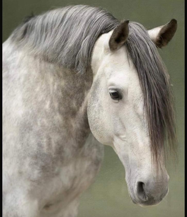 Knappe 13 jarige pre, Dieren en Toebehoren, Paarden, Hengst, L, 165 tot 170 cm, 11 jaar of ouder, Dressuurpaard, Ontwormd