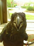 Raaf, Mannelijk, Wildzangvogel, Geringd