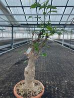 Caudex plant Afrikaanse Baobab (Adansonia Digitata)pot 23cm, Overige soorten, Ophalen of Verzenden, In pot, Minder dan 100 cm