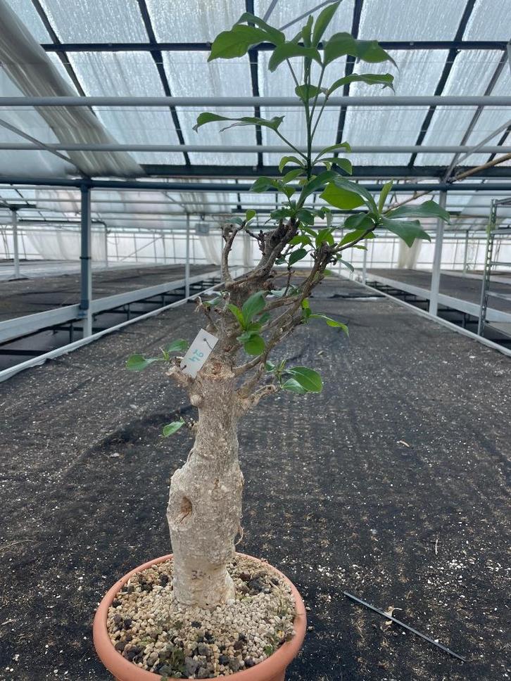 Caudex plant Afrikaanse Baobab (Adansonia Digitata)pot 23cm, Huis en Inrichting, Kamerplanten, Overige soorten, Minder dan 100 cm