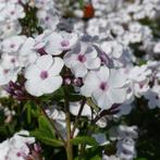Phloxen te koop, Volle zon, Vaste plant, Zomer, Ophalen