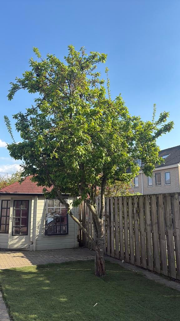 Pruimenboom boom hout gratis ophalen zelf omkappen., Tuin en Terras, Planten | Bomen, Ophalen, Halfschaduw, Overige soorten, 100 tot 250 cm