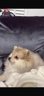 Creme pomchi pommeriaan, 15 weken tot 1 jaar, Teef, Parvo, Eén hond