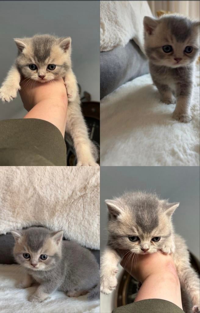 Britse korthaar😻, Meerdere dieren, Gechipt, 0 tot 2 jaar