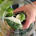 Alocasia frydek variegata in plastic beker, Ophalen of Verzenden, Halfschaduw, Minder dan 100 cm