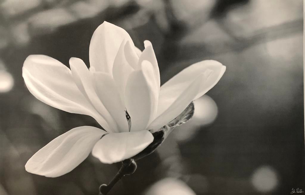 Wanddecoratie: Zwart-wit bloem canvas (IKEA), Huis en Inrichting, Woonaccessoires | Wanddecoraties, Zo goed als nieuw, Ophalen