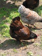 broedeieren barnevelder dubbel gezoomd, Dieren en Toebehoren, Pluimvee, Geslacht onbekend, Kip