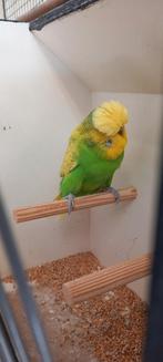 Standaard grasparkiet man., Dieren en Toebehoren, Vogels | Parkieten en Papegaaien, Mannelijk, Parkiet