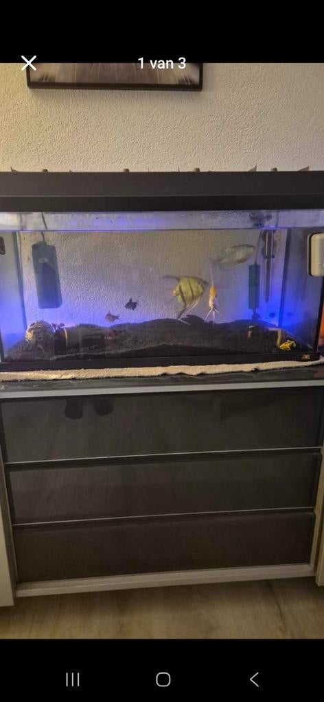 Aquarium met mooie maanvissen, Dieren en Toebehoren, Ophalen of Verzenden, Zo goed als nieuw, Gevuld zoetwateraquarium