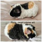 US teddy zeugje zwart buff wit met stamboom, Cavia, Vrouwelijk, November, Tam