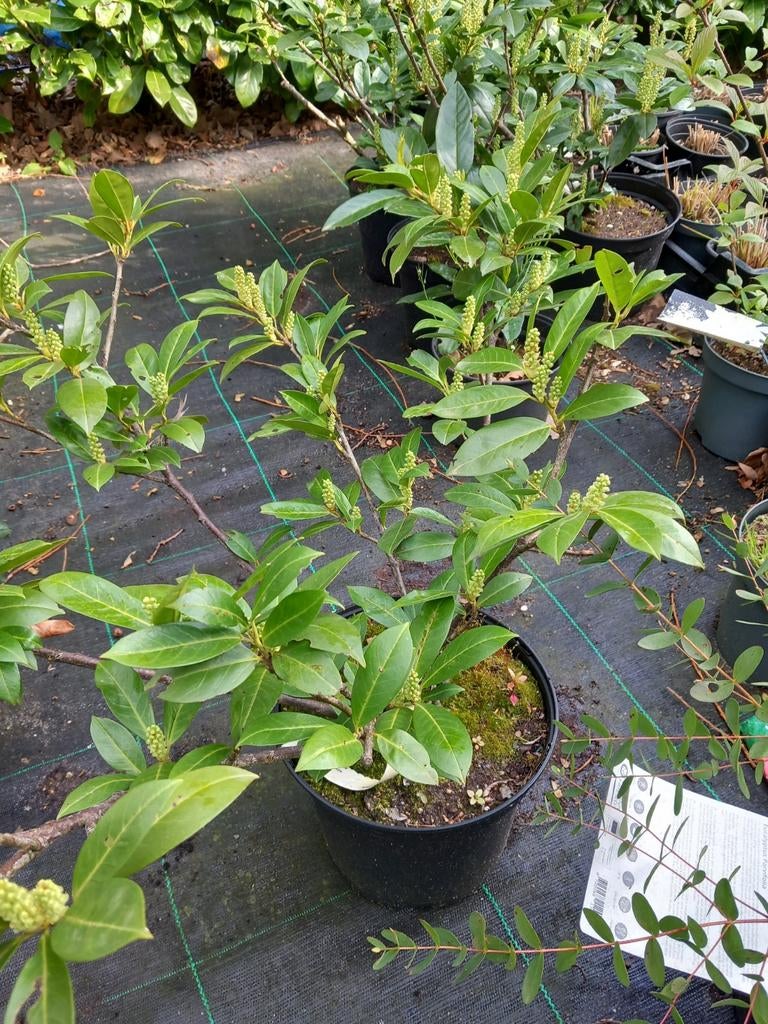 Laurier, Prunus "van Nes", Ophalen, Laurier, 100 tot 250 cm