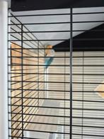 Vogels met kooi, Dieren en Toebehoren, Vogels | Hokken en Kooien, Ophalen of Verzenden, Metaal, Vogelkooi