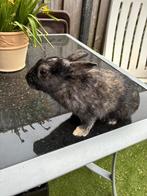 baby konijn, Mannelijk, Klein, 0 tot 2 jaar