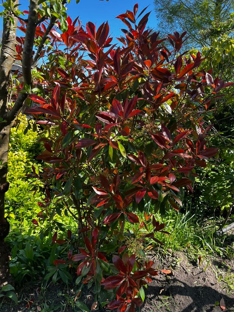 Glansmispel/heester/Photinia x fraseri 'Red Robin +-2,50hoog, Tuin en Terras, Ophalen, Overige soorten, 100 tot 250 cm