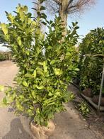 Mooie partij Laurier, Prunus Rotundifolia, hoog en vol, Ophalen of Verzenden, Laurier, Haag, 100 tot 250 cm