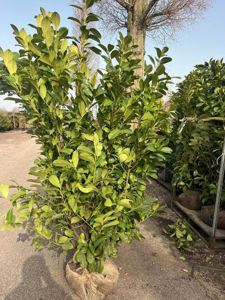 Mooie partij Laurier, Prunus Rotundifolia, hoog en vol, Tuin en Terras, Planten | Struiken en Hagen, Haag, Laurier, 100 tot 250 cm