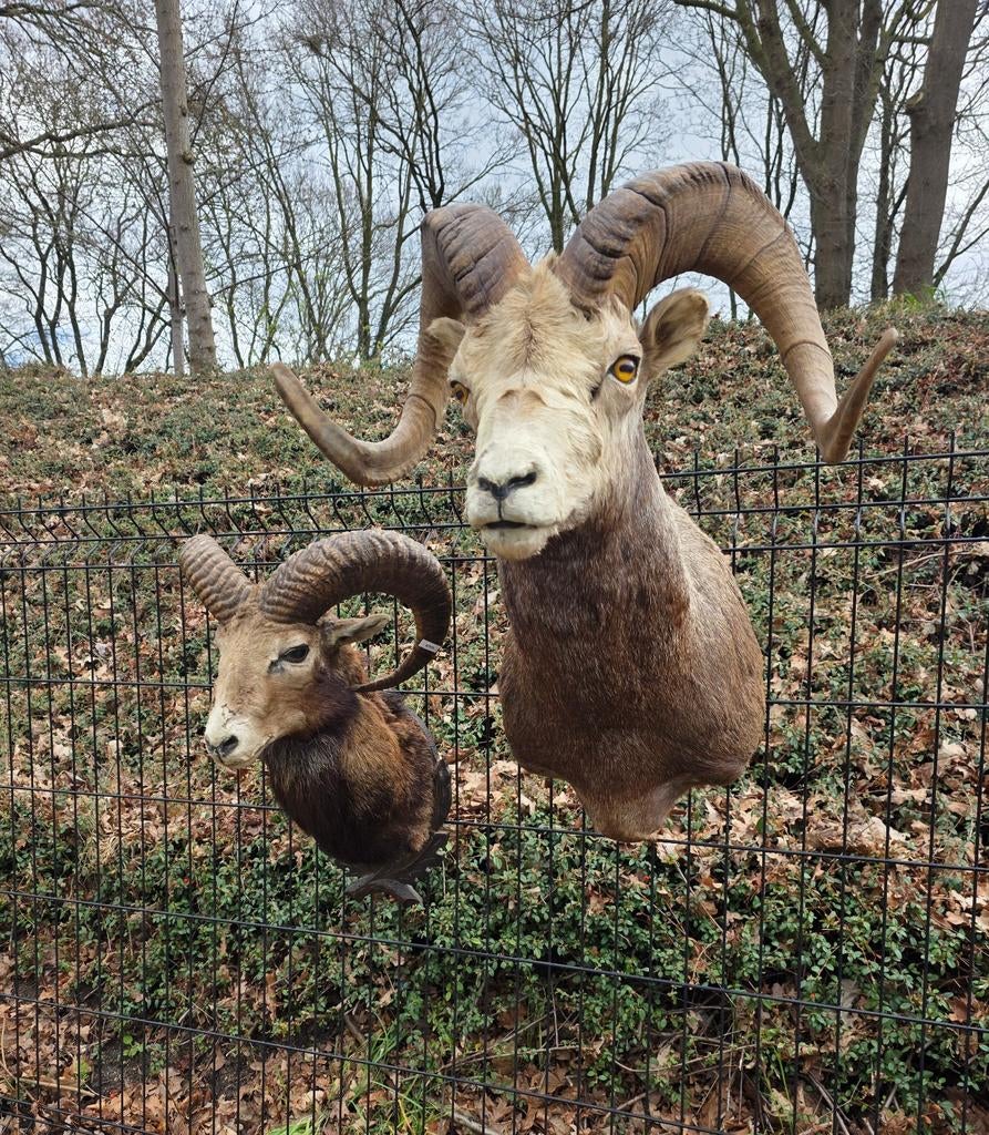 Opgezette stonesheep taxidermie opgezette dieren steen schaa, Ophalen of Verzenden, Zo goed als nieuw, Opgezet dier