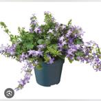 Tuinplanten, vasteplanten, Verzenden, Overige soorten, Halfschaduw